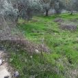 قطعة أرض في منطقة رافات القريبة من الماصيون