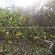قطعة ارض مشجرة زيتون وليمون 
