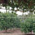 قطعةأرض للبيع مشجرة بالزيتون والفواكه