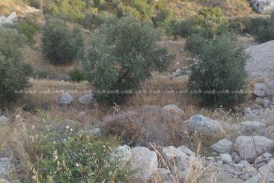قطعة أرض للبيع مشجرة زيتون قطعة أرض للبيع مشجرة زيتون