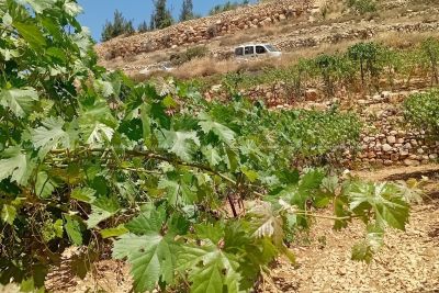 قطعة أرض للبيع